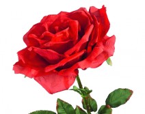 Rose de St Valentin