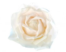 Rose de St Valentin