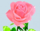 Roses de St Valentin