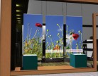 Affiche coquelicots 03 PHOTO